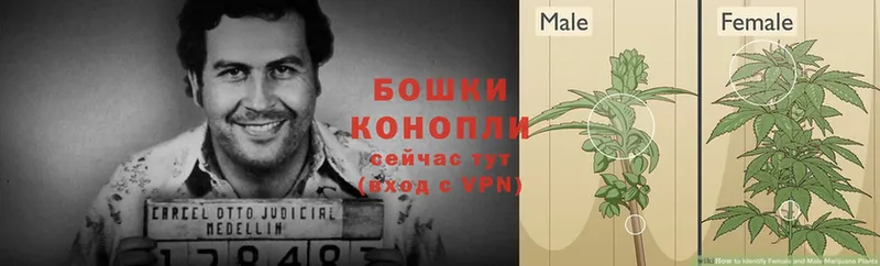 цены   Магадан  Каннабис конопля 